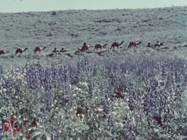 The Flowers Stand Silently, Witnessing